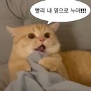 낄낄고양이 이미지