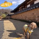 함께 아리랑 | (반려견동반 국내여행/경주)반려견동반 경주여행 후기2탄_아리랑 함께 걷는 경주