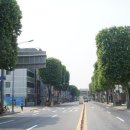 가로수길 이미지