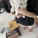 마이도그샵 이미지