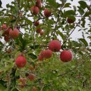 선재농장 이미지