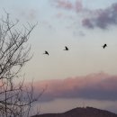 순천만습지 이미지