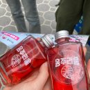 순수진돗개 | 진도 여행 진도 미식투어 운림산방 진도개 테마파크