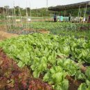 긴뿌리농장 이미지