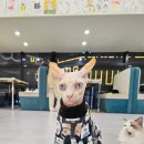설렘고양이카페 이미지