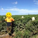 호주 농장 이미지