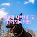 강아지사랑 이미지