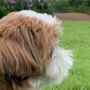 코 납작한 강쥐는 강아지들 사이에서 진짜 왕따.. 이미지