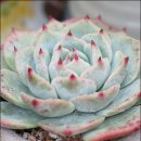 새벽이슬 이미지