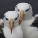 알바트로스 이미지