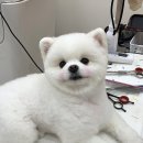 단풍이네 그루밍샵 이미지