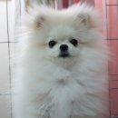 개바라기 이미지