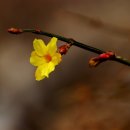 쟈스민2 이미지