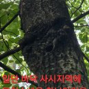 백두카페 티스토리