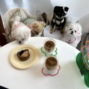 미미까까 이미지