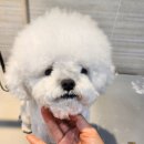 멍치원 | 광안애견호텔 “멍치원” 에서 만족한 후기🐩
