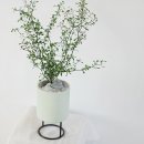 그린인테리어 홈가드닝 이미지