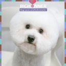 비쇼네 이미지