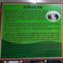 자매멸치국수
