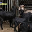 밀양흑염소 이미지