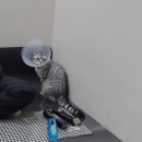 무릎 위의 고양이 무냥 이미지