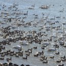 철새탐조대 이미지