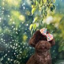 샤방하개 이미지