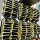 병아리김밥부평청천그랑힐스점