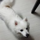 빗질해줄개 이미지