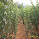 옥영농장 이미지