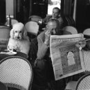 도시 강아지 이미지