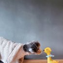 (주)펫그라운드 이미지