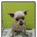 삐삐애견샵 이미지