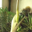 아룸 코르나툼 Arum Cornatum 울집선인장 이미지