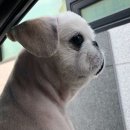 허그도그 이미지