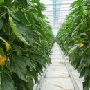 조영수농장 이미지