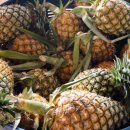 이수표농장 이미지