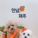 살롱드퍼피 이미지