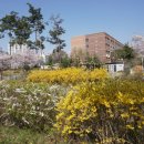 개나리공원 농구장 이미지