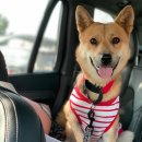 나은 강아지나라 이미지