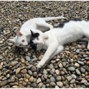 흰돌녹색농촌체험마을 이미지