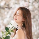 스튜디오까멜리아