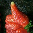 국물즉석떡볶이&화덕피자 이미지