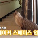 메이커냥