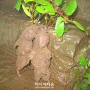열매와뿌리