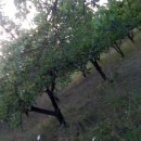 왕징농장 이미지