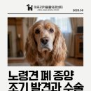 아프리카동물병원 | [인천 부평 강아지 고양이 CT 건강검진] 아프리카 동물병원 후기 : 10살 강아지 쿠키의 폐 종양 조기...