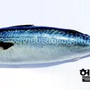 고등어