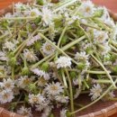 흰민들레농장 이미지