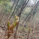 스러움 농장 이미지